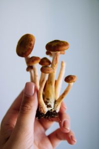 mushroom-chocolate-1
