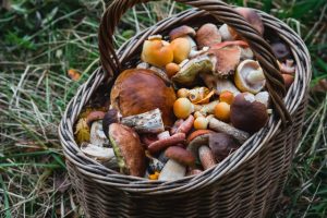 magic-mushrooms-in-au